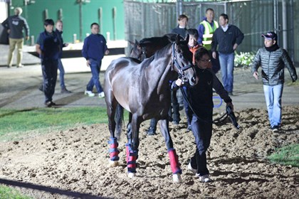 Japanese raider Fame Game © IRT/ Racing Victoria