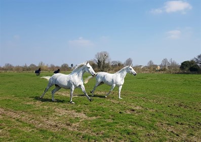 Two of the Queen's Windsor Greys. © The Royal Family / Twitter