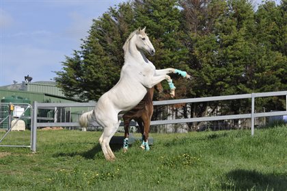 Algebra enjoying the retired life. Image supplied by Julia McLean