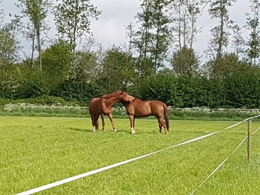 4. Paddock time is important for social interaction. © TRT Method