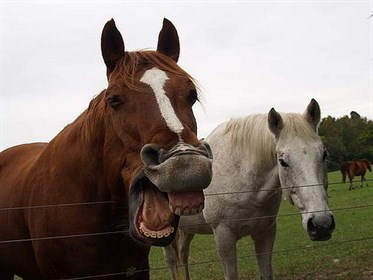 Yawning horse