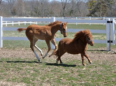 640px-Adult_miniature_horse_with_regular-sized_foal