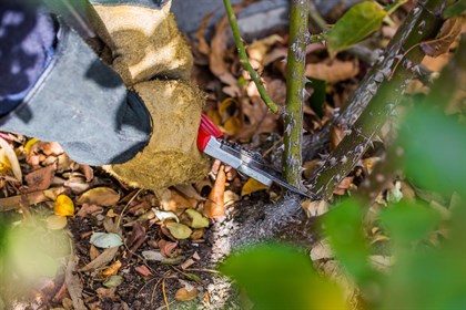 A good prune over the winter months - when roses are dormant - is important. © Suzie Potter Photography