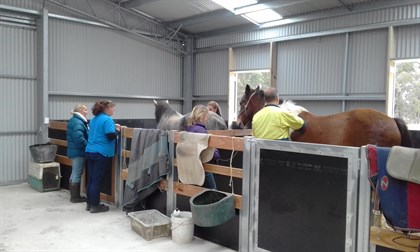 ABC Sheds - Eureka Horse Wisdom