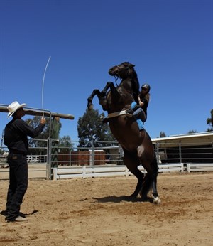 Adele and Windy rearing, Film Livestock Australia - Photo Tom Healey