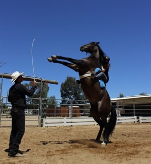 Adele and Windy rearing, Film Livestock Australia - Photo Tom Healey