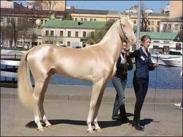 Akhal-Teke.