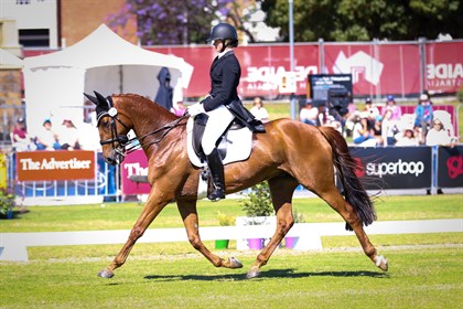 Although not a natural fit for the dressage arena, Clifford is very well schooled in the discipline. © Michelle Terlato