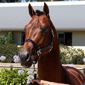 Amarouk has been bred from some of the best bloodlines in Holland © Bloomfield Farm