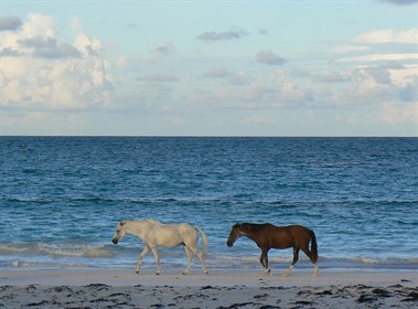 An early morning stroll on the beach