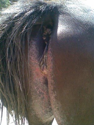 Areas of the body without hair are more sensitive to the fire, for example the udder and under tail © Maxine Brain