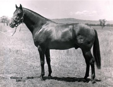 Australian Stock Horse Society prepares for 50th anniversary © Australian Stock Horse Society