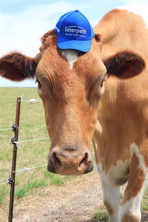 Big Moo in cap