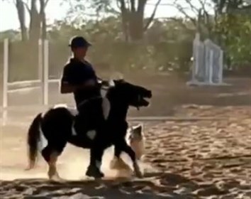 Brazilian Leandro Aparecido Da Silva horse abuse