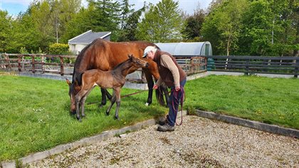 Breeder Frank Cullen getting up close with Brock's new baby. © Paula Cullen Paulank Sport Horses