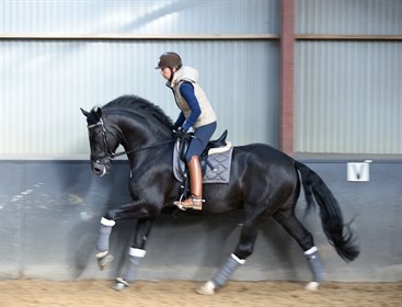 Briana Burgess riding the 2018 Bundeschampionate 4-year-old winner, Dante Quando,  owned by Ellanbrae, in the Everest R by Custom Saddles