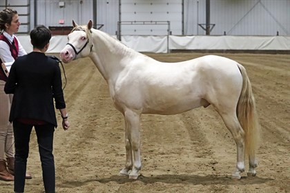 Burtness' Gr. Ch. Sport Pony, & Ch. Model Hunter Pony: Frontier Call Me Ghost, 2017 Section B colt. Photo: Sarah's Equine Design.