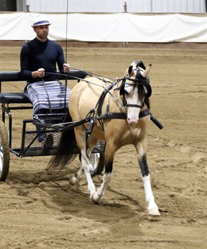 Burtness' Welsh Pleasure Driving Ch: Morgan Hill Syrup, 2016 Section B stallion. Photo: Sarah's Equine Design.