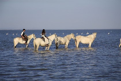Camargue horses taking a rest