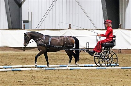 Cappellanti's Welsh Pleasure Driving Ch & Sport Ch: Alvesta Mona Lisa, 2010 Section B mare. Photo: Sarah's Equine Design.