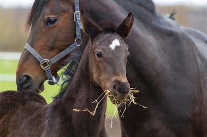 Caring for the lactating mare © Barastoc