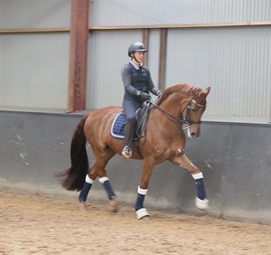 Carolyn Welsh riding Rubingold, owned by Ellanbrae Park, riding in an Everest R Vienna by Custome Saddles 