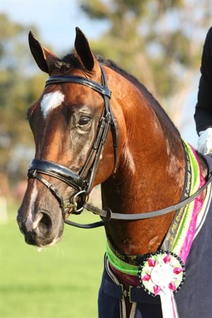 Champion of Champions and 4YO winner Iresias L, DJWTS 2017 - © Roger Fotzhardinge