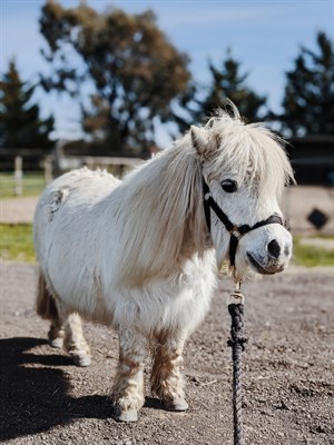 Chickaboo prior to her haircut. © Anne Scott-Virtue