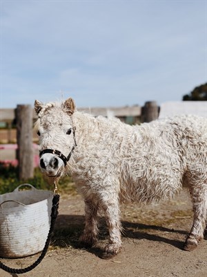 Chickaboo washed and ready for clipping. © Anne Scott-Virtue