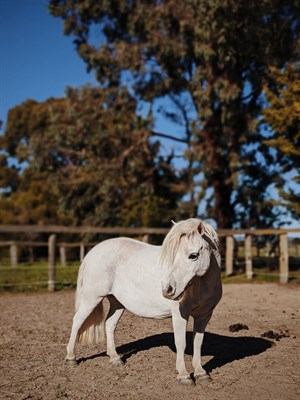 Chickaboo enjoying the spring sunshine. © Anne Scott-Virtue