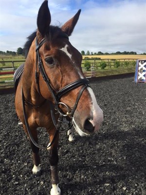 Cooley Rorkes Drift (Jonty Evans' horse). © Jonty Evans Eventing Facebook page