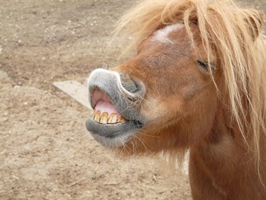 Cute pony - labelled for resuse