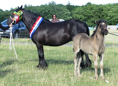 Dales can be seen competing in the dressage, showing and show jumping arena © WikiCommons
