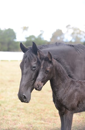 Early lactating mare © Barastoc