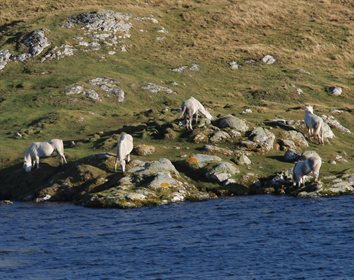 Eriskay ponies are native to the Hebridian Islands in Scotland © commons.wikipedia