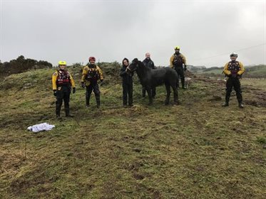 Farrah was reunited with her anxious owner on dry land. © RSPCA UK