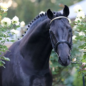 Fiderstern is highly intelligent and possesses a very trainable temperament © Bloomfield Warmbloods