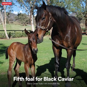 Fifth foal for Black Caviar © Neil Werrett