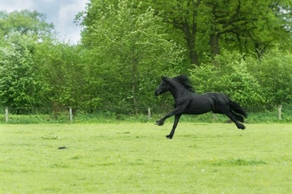 Friesian horse.