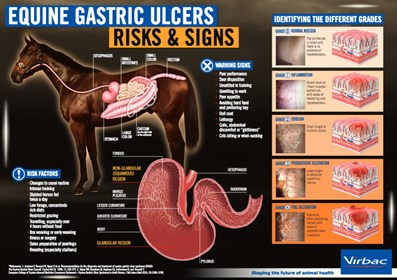 Gastric ulcers