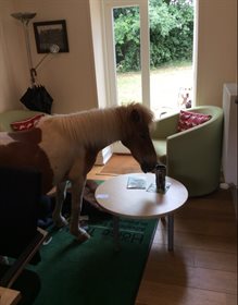 George the shetland at his home