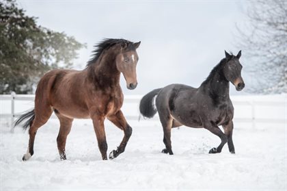 German rider Michael Jung's rides La Biosthetique Sam & fischerRocana in the snow. credit Michael Jung Facebook