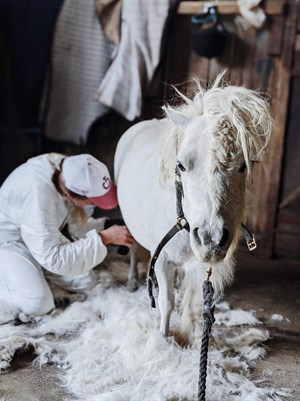 Grace hard at work. © Anne Scott-Virtue