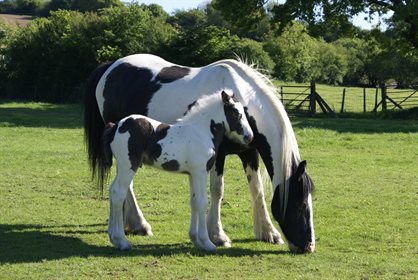 Gypsy cob mare and foal - Pixabay