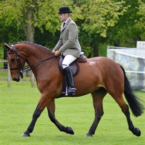 HM The Queen's winning Celeverland Bay, Wyevale Harry ridden by Matthew Powers. Image: Virtual Windsor Horse Show entry