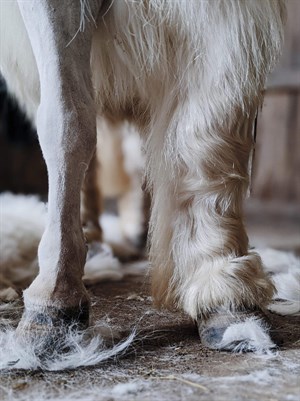 Half clipped. © Anne Scott-Virtue
