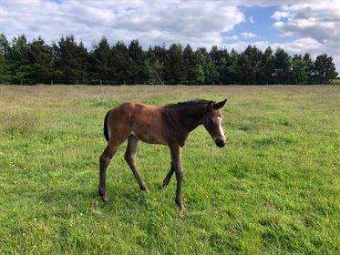 Her stable name of Posy is a nod to her owners the Posfords and also acknowledges her talent for posing. © Paula Cullen Paulank Sport Horses
