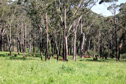 Hereford cattle at Willinga Park © Roger Fitzhardinge