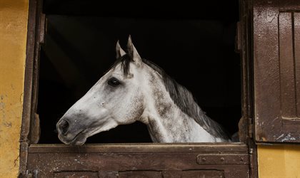 Horse being stabled © No credit required