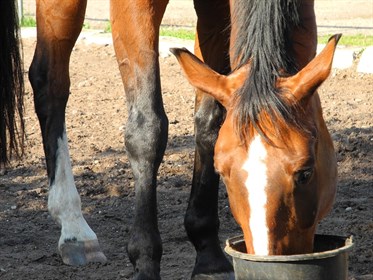 Horse eating - Labelled for reuse